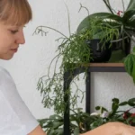 Zalivajte biljke na ovaj način i ojačajte im koren: Dobro je i protiv komaraca