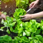 Zelena salata može da vas košta mnogo manje - možete da je berete tokom cele godine gotovo besplatno