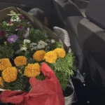 Belgijanac sakrio Marokanku među sedišta i zatrpao je cvećem: Uhvaćen pri krijumčarenju (FOTO)
