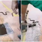 Drama u fabrici u Gornjem Milanovcu! Velika zmija ušla u halu, radnici počeli da beže (VIDEO)