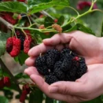 Dud je pravo blago leta: Čuva srce, diže gvožđe i topi kilograme, ali evo ko ne sme da ga jede