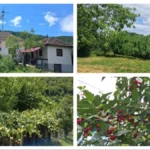 Dve kuće, dve bašte, voćnjak i povrtnjak - Marko sve prodaje za 25.000 evra