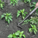 Kako i kada se okopava paprika? Ako pogodite vreme, ima da rađaju kao lude