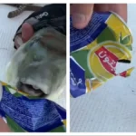 Kida kao besni pitbul! Opasna riba koja se širi Grčkom cepa limenku ujedom - turisti u šoku