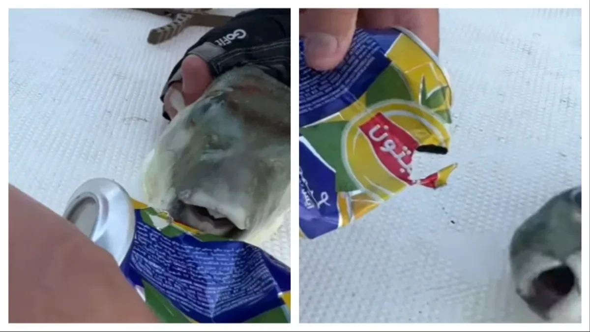 Kida kao besni pitbul! Opasna riba koja se širi Grčkom cepa limenku ujedom - turisti u šoku