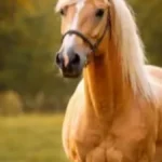 Kobila usmrtila veterinara tokom rada u štali! Kolege se opraštaju od omiljenog stručnjaka