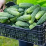 Krastavci će rađati kao nikad pre: Uradite ovo odmah i imaćete rekordnu berbu