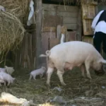 Loše vesti za stočare - prasići i telad gube na ceni širom Srbije