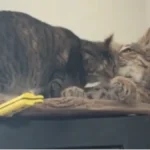 Mačka se zaljubila u plišanog risa, prosto je opsednuta: Ne pomera se od njega - video je hit