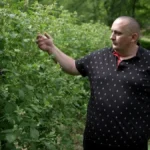 Malinari strepe pred berbu: Otkupna cena ne bi smela da bude ispod prošlogodišnje