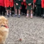 Malo će vam biti pakovanje maramica, lićete suze zbog ovog prizora: