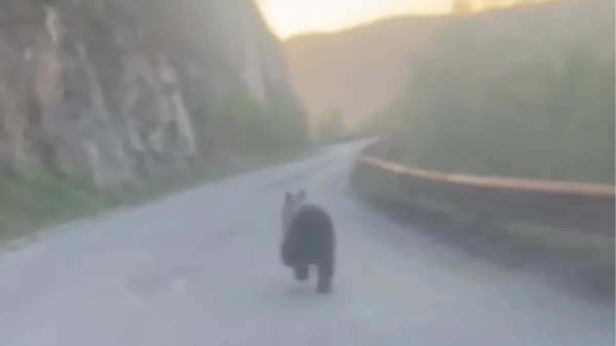 Medved snimljen kako trči kroz tunel na Tari!