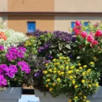 Najbolje biljke za sunčan balkon: Cvetaju celo leto i trpe vrućinu