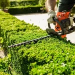 Ne šišajte živu ogradu u junu: Evo i zbog čega
