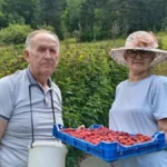 Nema odmora za malinare: Nevenka i Gojko gaze osmu deceniju, ali su najvredniji u svom malinjaku