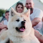 Ovo su najurednije rase pasa: Njih izaberite ako vas izluđuje nered - manje se linjaju i lakši su za održavanje