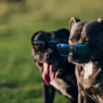 Pet sekundi koje mogu spasiti život psa: Većina vlasnika pravi istu kobnu grešku čim udare vrućine!