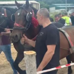 Preko 100 konja iz svih delova Srbije stiglo u ovo dragačevsko selo: Štraparijada u Kotraži dokazala - stari običaji i tradicija još se čuvaju