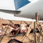 Prvi put u istoriji - Od stajskog đubriva stvorili su gorivo za avione