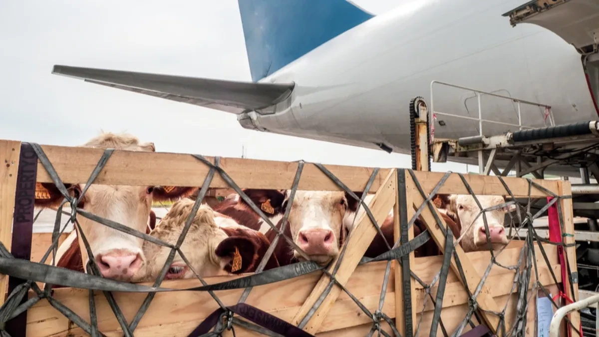 Prvi put u istoriji - Od stajskog đubriva stvorili su gorivo za avione