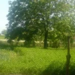 Satnica 900 dinara: Oglas za pakovanje ove vrste voća napravio haos (FOTO)
