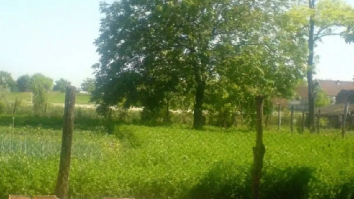 Satnica 900 dinara: Oglas za pakovanje ove vrste voća napravio haos (FOTO)