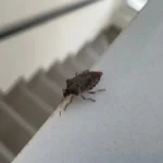 Smrdibube vam ulaze u kuću? Nikako ih ne gnječite – evo kako da ih se rešite bez smrada