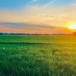 Srbija pokreće novi zakon o komasaciji zemljišta - šta se menja u poljoprivredi