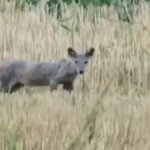 Šta je bre ovo?! Kamera snimila jezivog stvora u Srbiji, ljudi ne mogu da veruju svojim očima (VIDEO)