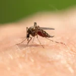 Šta se dešava sa komarcima? Ujedi sve bolniji, ubrzava se razmnožavanje