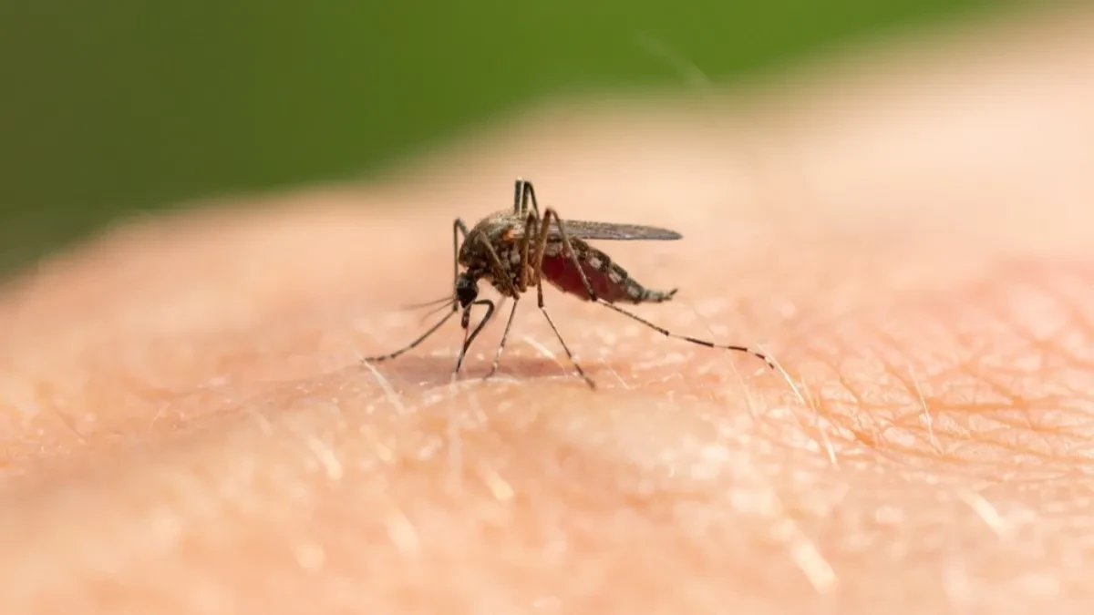 Šta se dešava sa komarcima? Ujedi sve bolniji, ubrzava se razmnožavanje