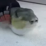 U Grčkoj se pojavila riba koja otkida prste! Pliva po plićacima, napada kupače!