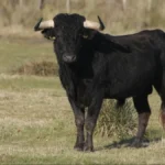 Užas kod Subotice: Muškarca ubio bik!