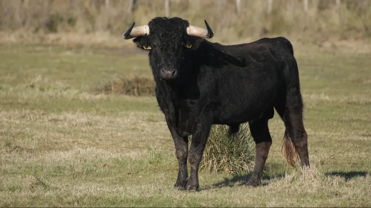 Užas kod Subotice: Muškarca ubio bik!