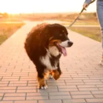Veterinar upozorava vlasnike pasa: U vrelim danima uradite test od 5 sekundi pre svake šetnje sa ljubimcem