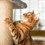 Veterinari upozoravaju: Ova 1 jeziva navika skraćuje život vašoj mački - posledice su fatalne