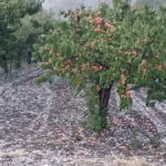 Zabelela se Srbija početkom jula! Evo gde je oluja sve protutnjila