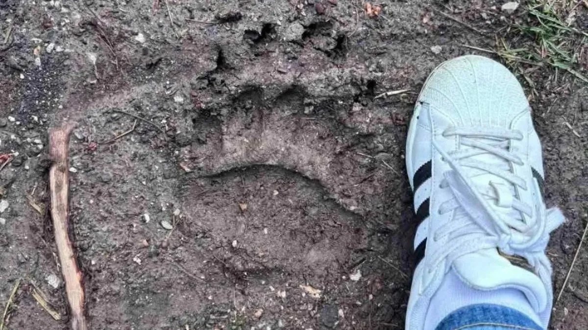 Zastrašujući tragovi zveri na 12 km od grada, meštani u strahu: