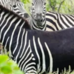 Zebra bez pruga zbunila posetioce u afričkom parku: Naučnici objasnili redak fenomen
