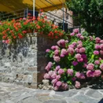 Želite hortenzije pune cvetova u avgustu? Ove 3 stvari morate da uradite u junu