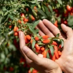 Znate li za srpske “crvene dijamante”? Raste na obodima Fruške gore, traženo u celom svetu