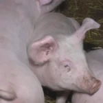 Afrička kuga hara Srbijom: Ova područja su najveća žarišta