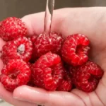 Kako oprati maline da se ne izgnječe: Trik koji pomaže da budu čiste i čvrste