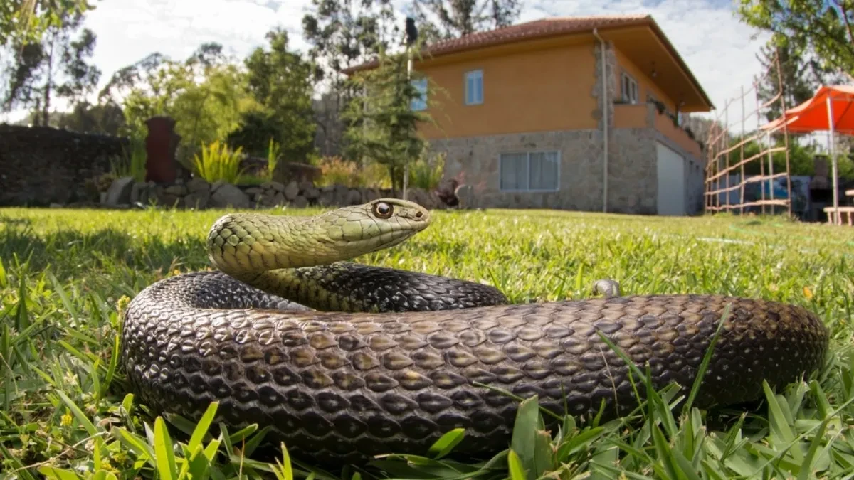 Kako oterati zmije iz dvorišta? Stavite ovo oko kuće, obilaziće je u širokom luku!