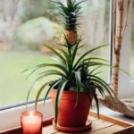 Kako se gaji ananas u saksiji: Ne bacajte ovaj deo, od njega ćete dobiti novu biljku