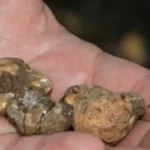 Kilogram košta i do 2.500 evra, a Delimir ih pronalazi u svom dvorištu: Evo kako sa psom sakuplja najskuplji delikates na svetu