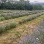 Lavanda vam je stala i više ne cveta? Poprskajte je ovim i opet će raskošno mirisati do kraja leta