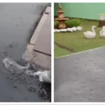 Ljudima se u dvorištu napravila reka posle kiše! U ovom delu Vojvodine je lilo kao iz kabla!