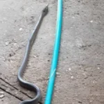"Ljuta" guja snimljena u Beogradu! Gmiže trotoarom na Voždovcu, nastala panika (VIDEO)