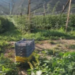 Lopovi noću upadaju u malinjake! Beru samo najkrupnije plodove, proizvođači uvode kamere i dežurstva